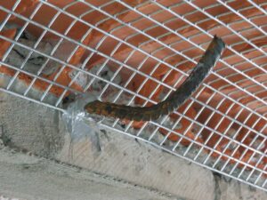 Tubería metálica expuesta cubierta con malla en un techo de obra